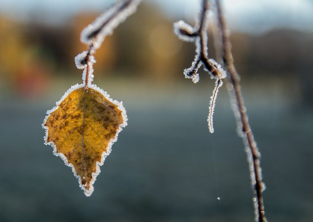 Скоро зима...