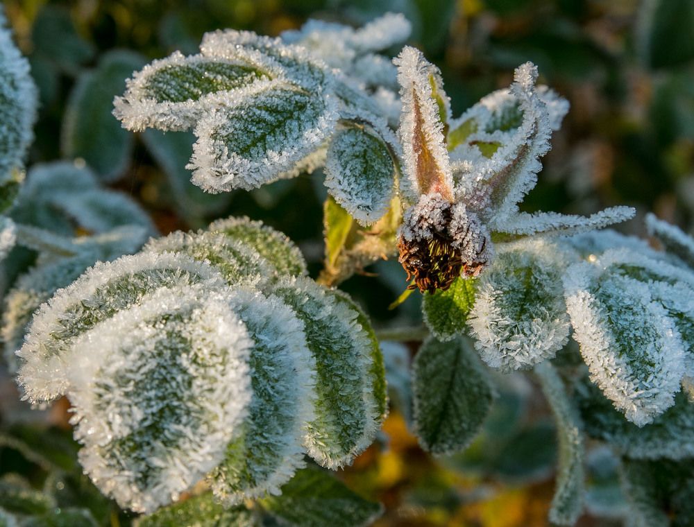 Первое дыхание зимы