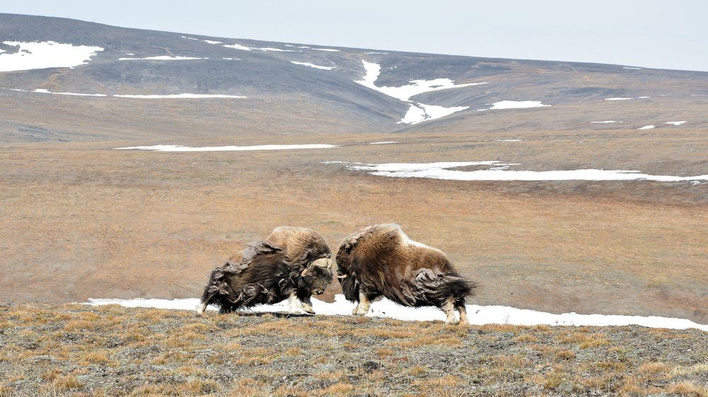 Борьба овцебыков.