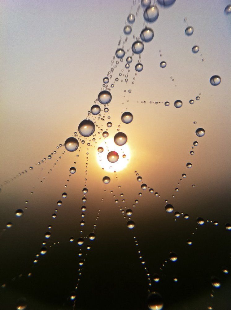 Morning Dew