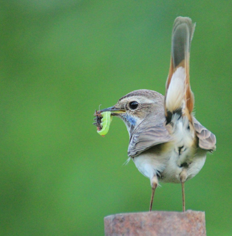 Материнские заботы