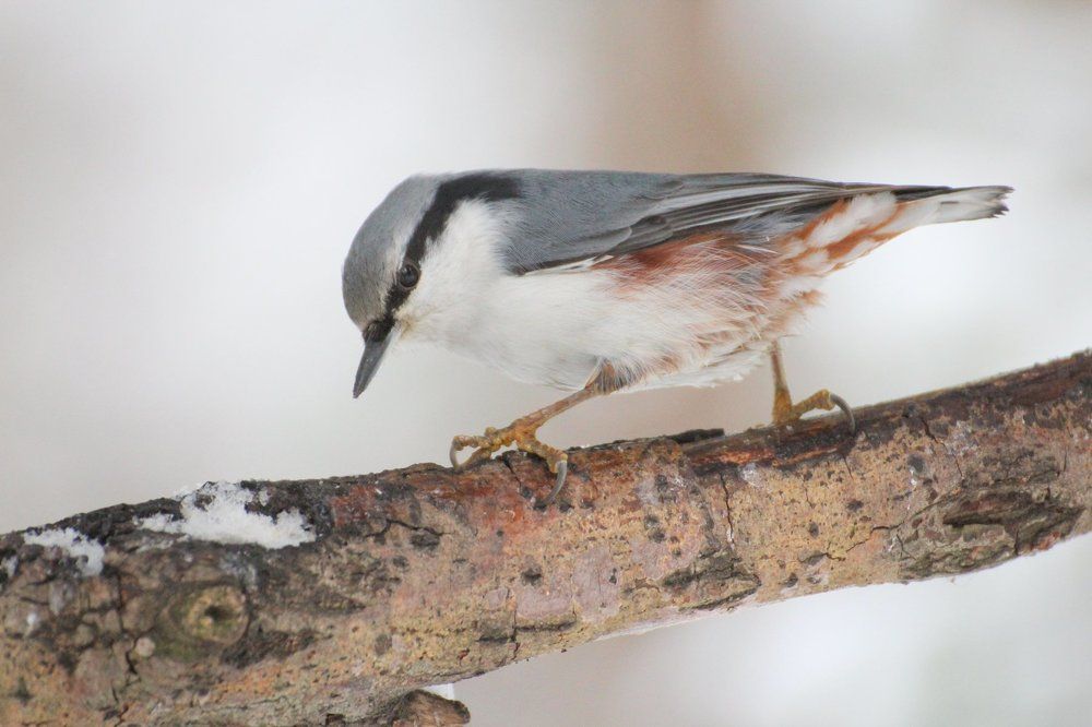 В поисках корма