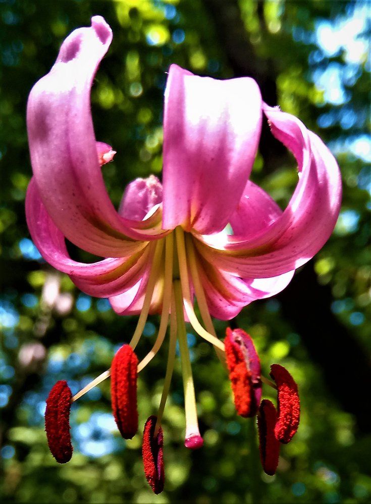 Сочинские лесные орхидеи