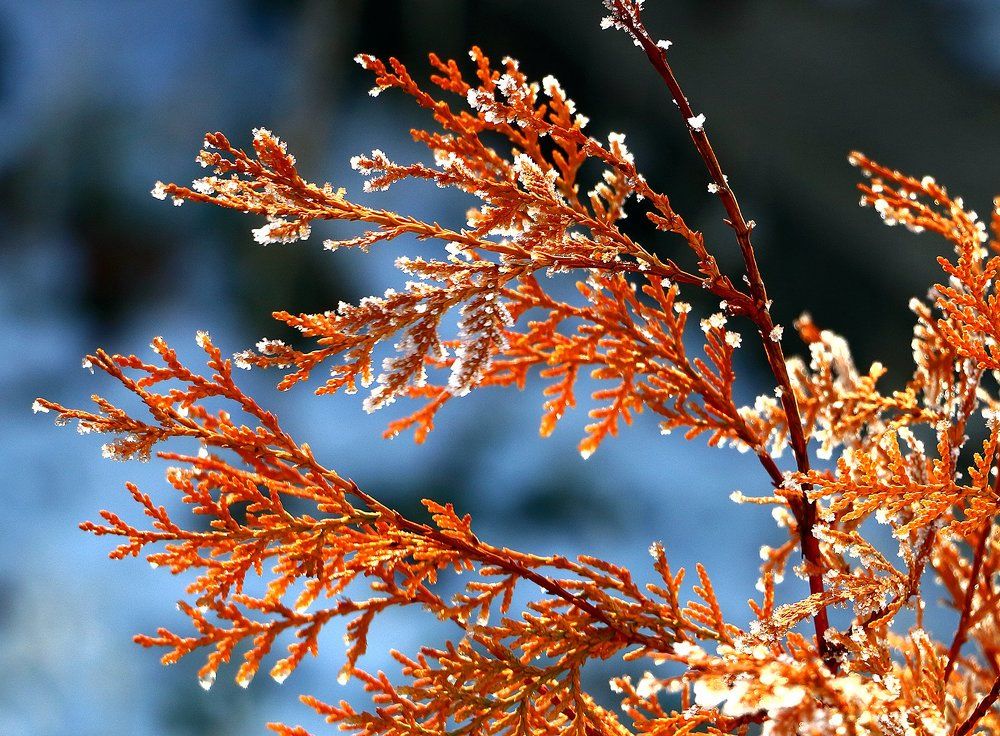 Изморозь тает