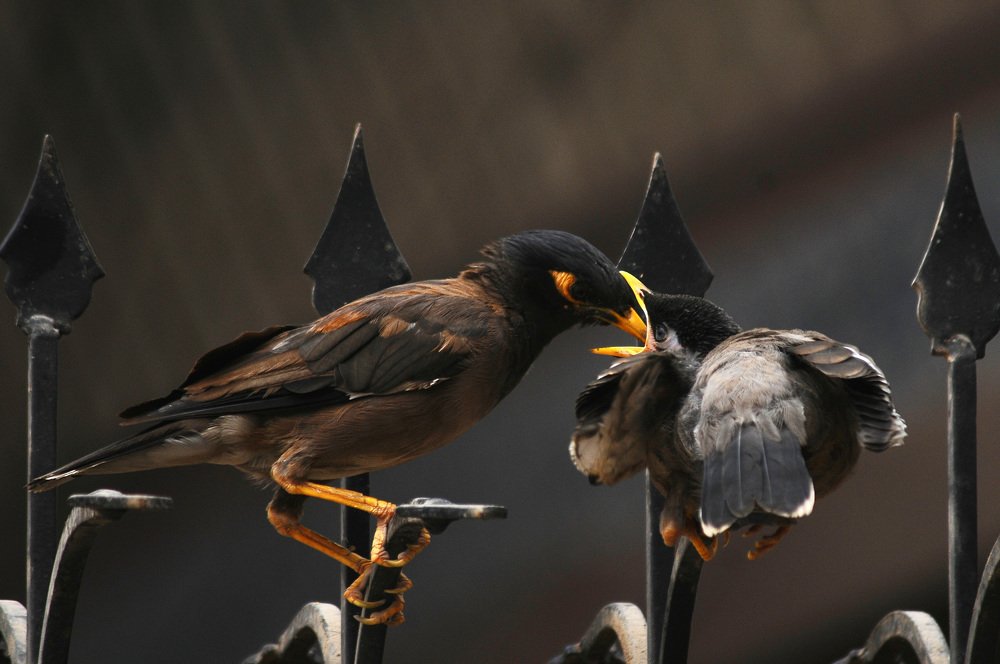 Bird Myna Feeding