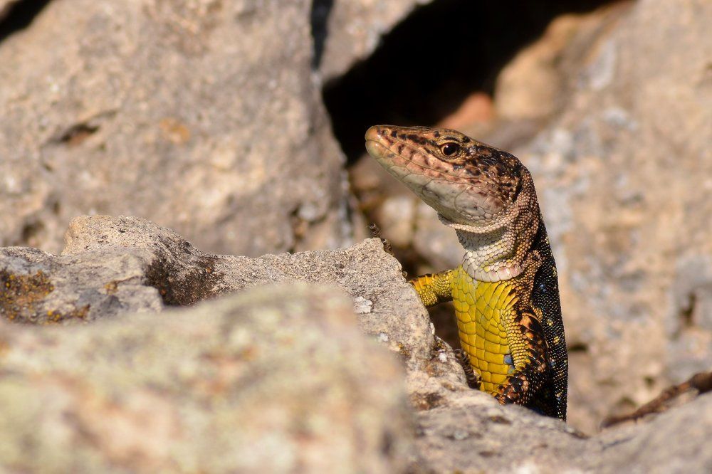 Из глубины веков