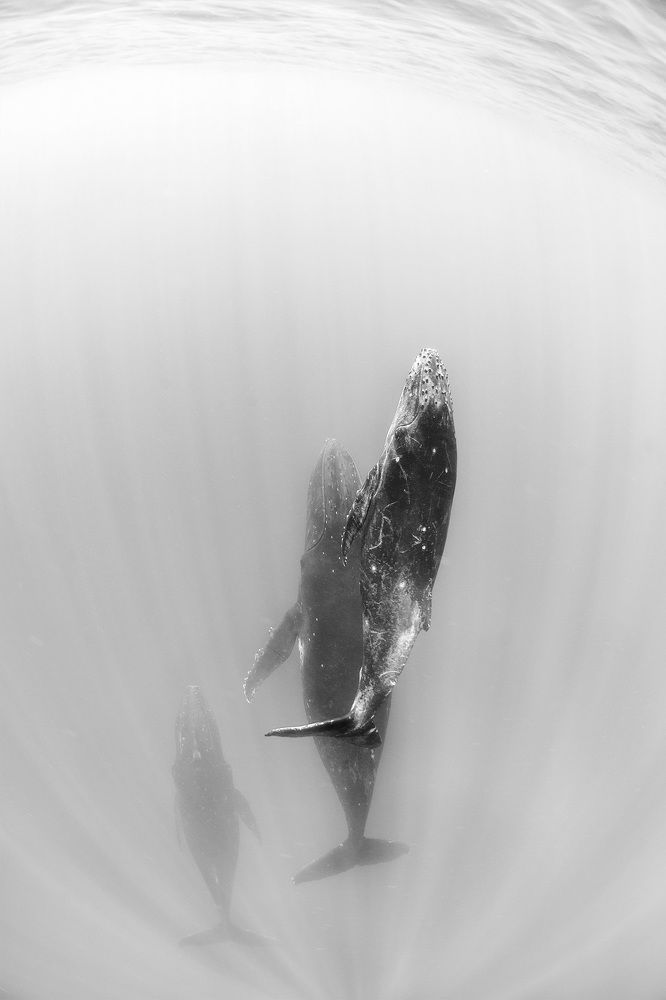 Жизнь океана