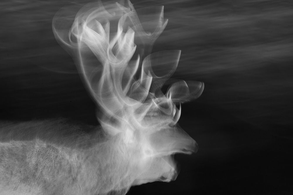 Песнь рогов