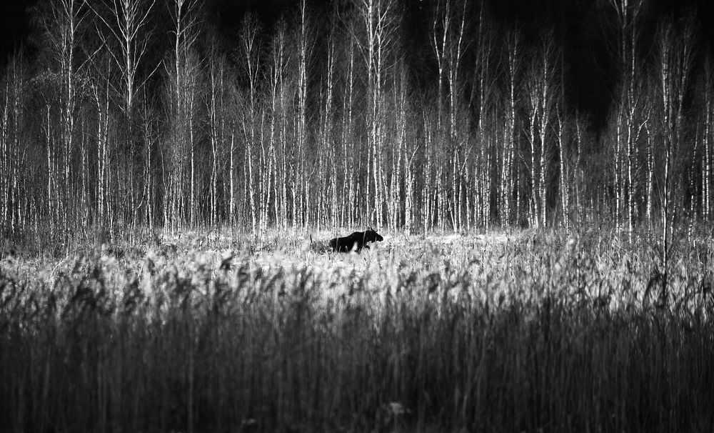 Рисунки не начавшейся зимы