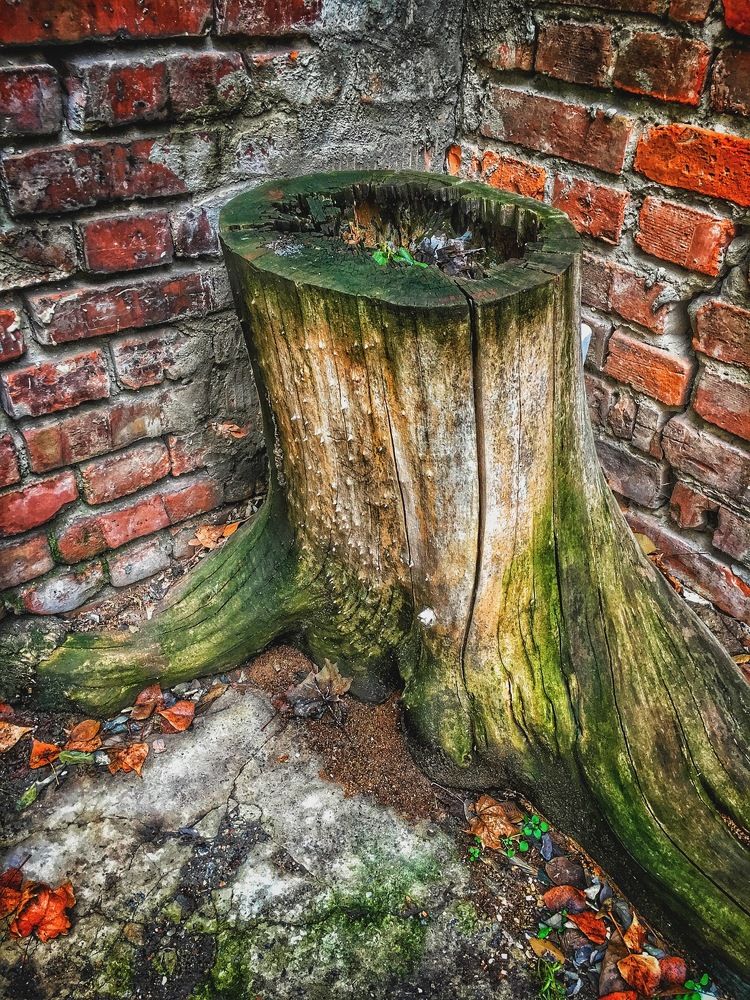 Пень у старой стены...