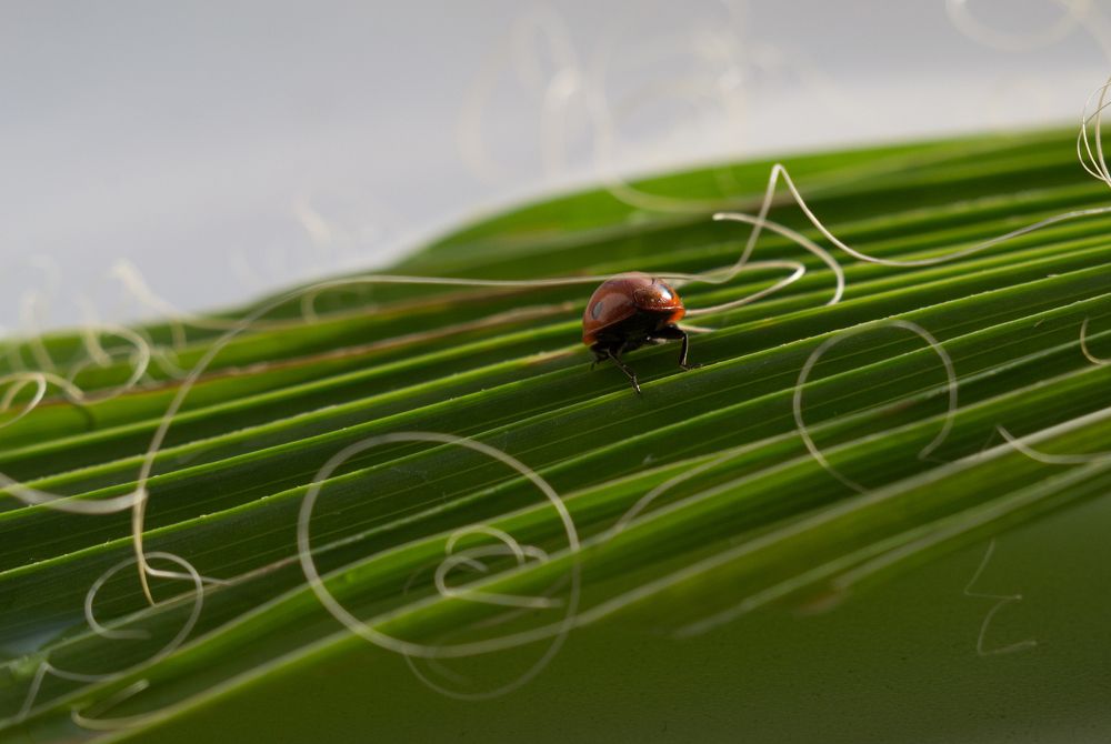 Маленькое чудо.