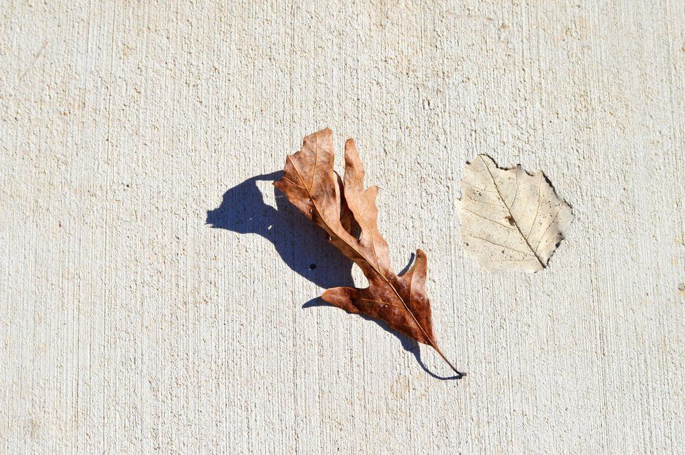Two leaves
