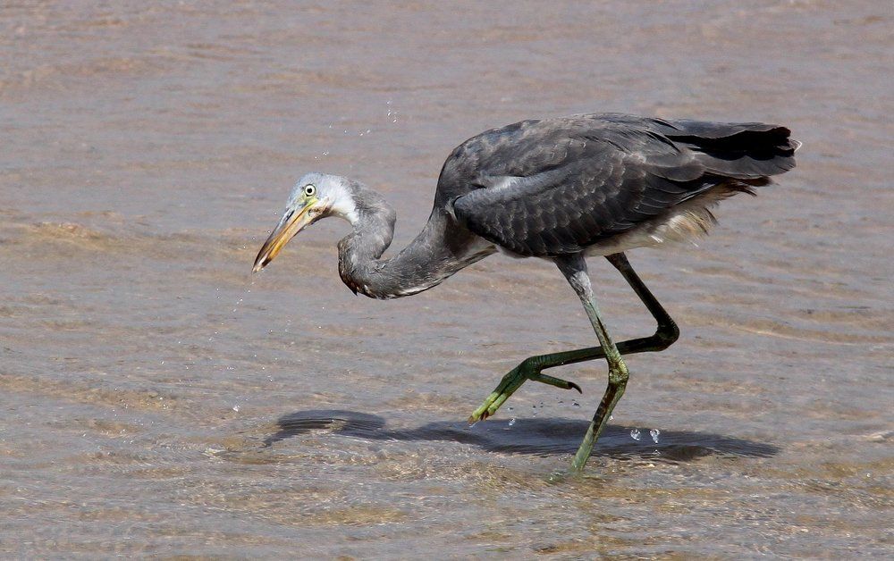 Попа-алась рыбка