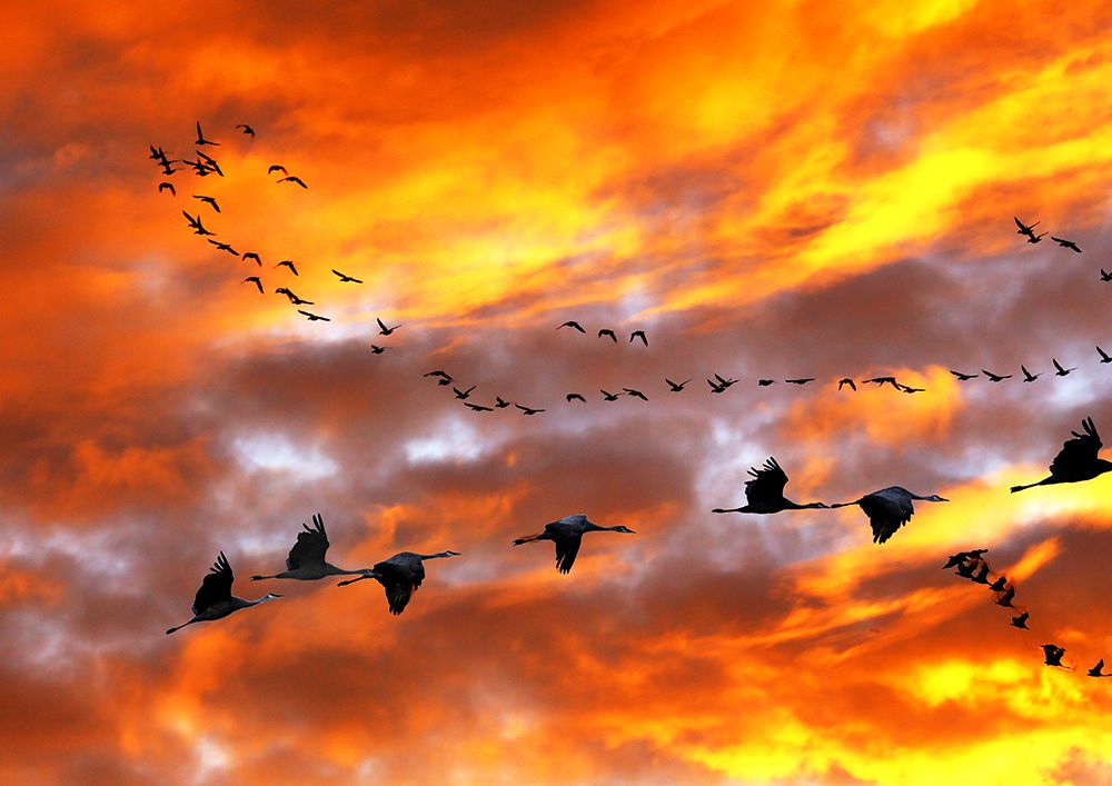 Flight in to the Heat