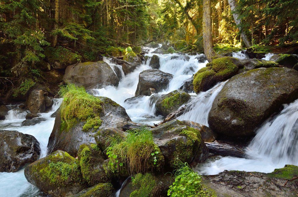 Утро в заповедном лесу