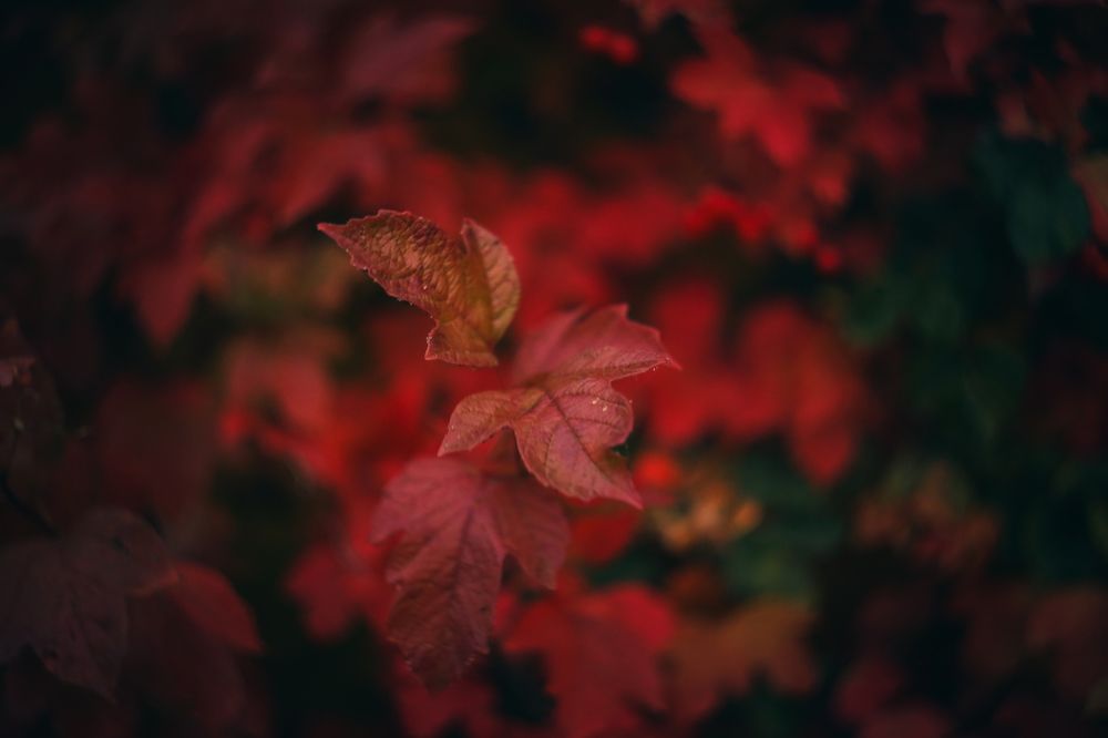 The last tango of November