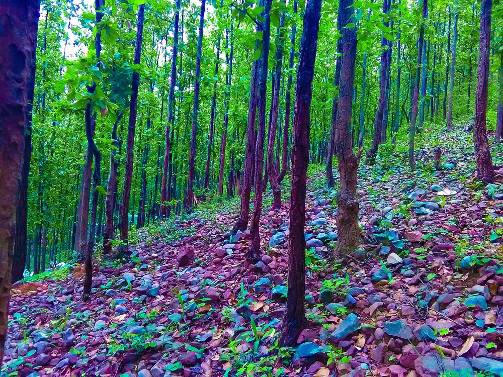 Colorful forests
