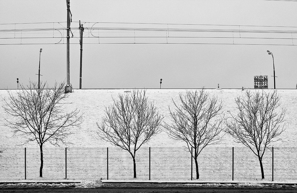 Четыре  дерева