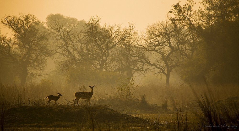 Misty Deers