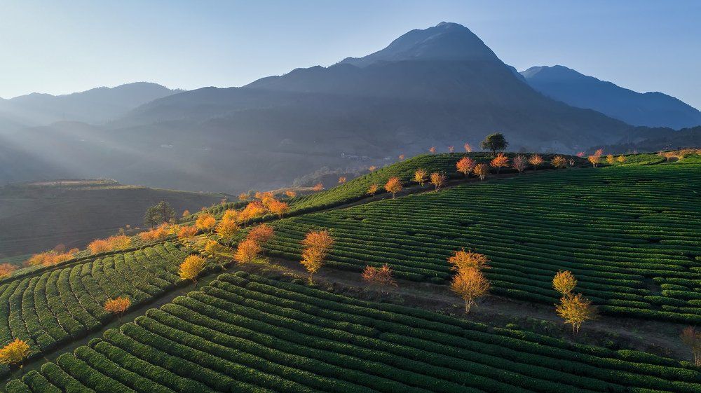 Sunset on the tea hill