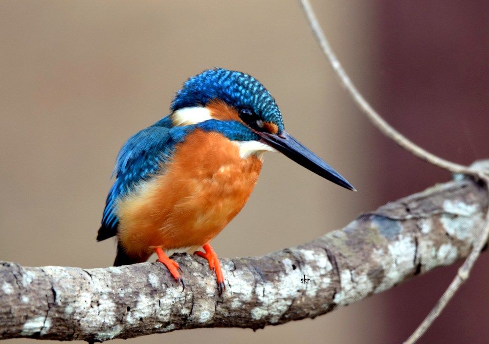 KingFisher