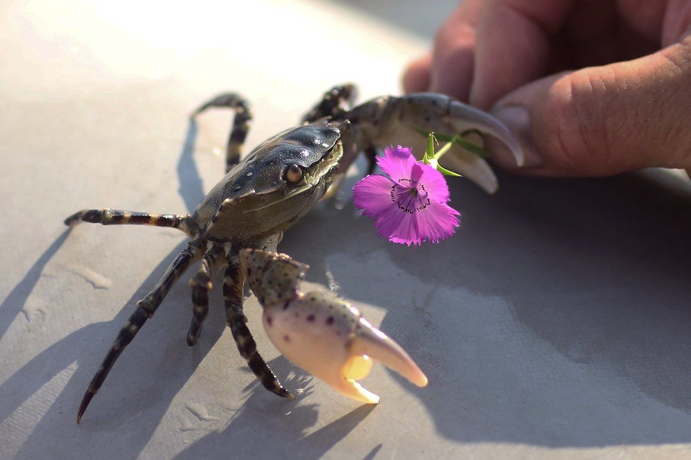 Крабик-девочка