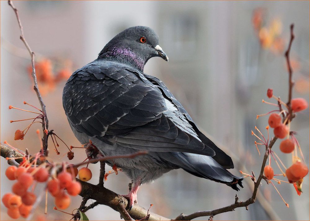 Хочу на герб!