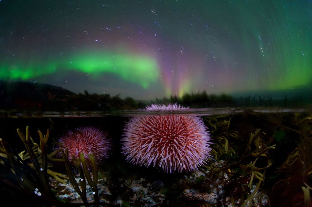 Извержение морского ежа