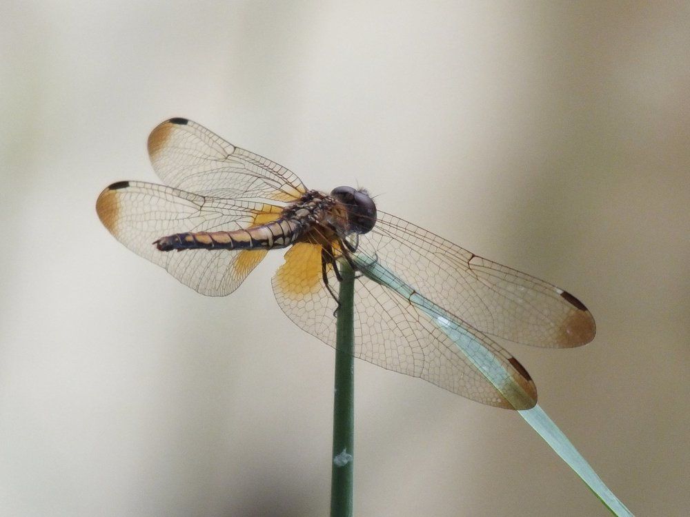 Fly Landing