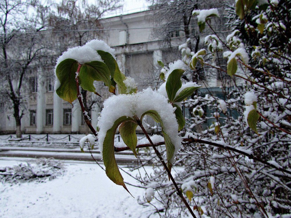 Первый снег.