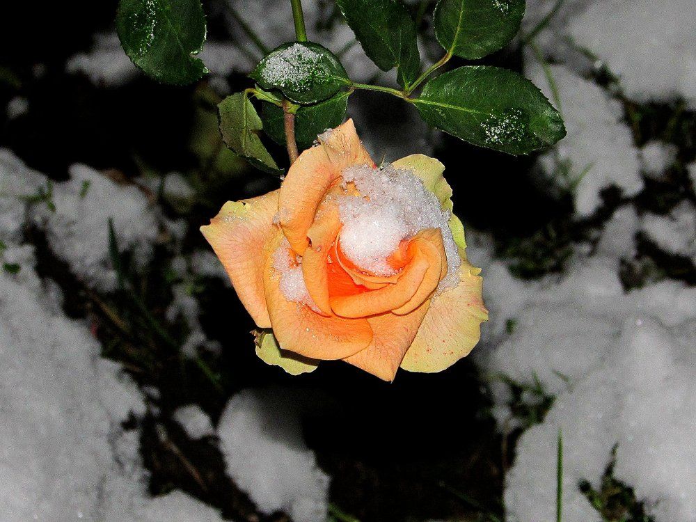 Роза под снегом.