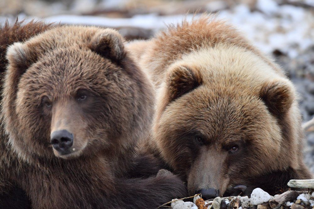 Мордахи наетые. Взгляд.
