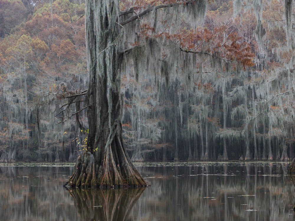 Золотая осень в кипарисовых болотах