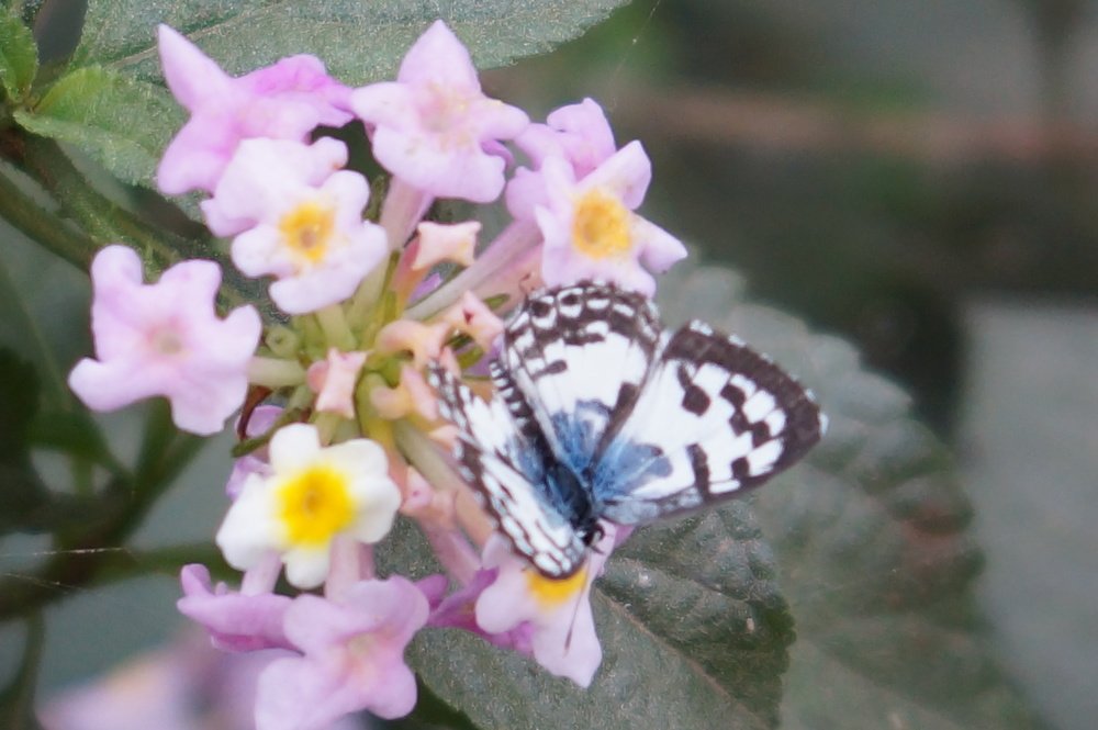 Photo of Butterfly
