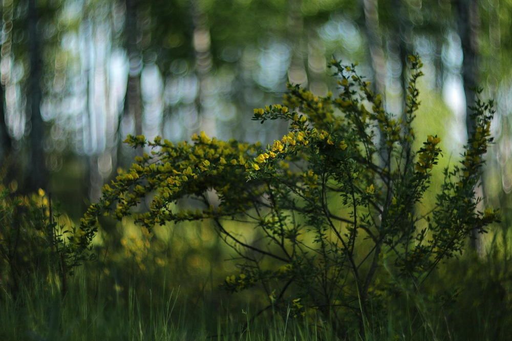 Весна в роще
