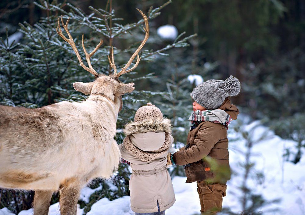встреча с оленем