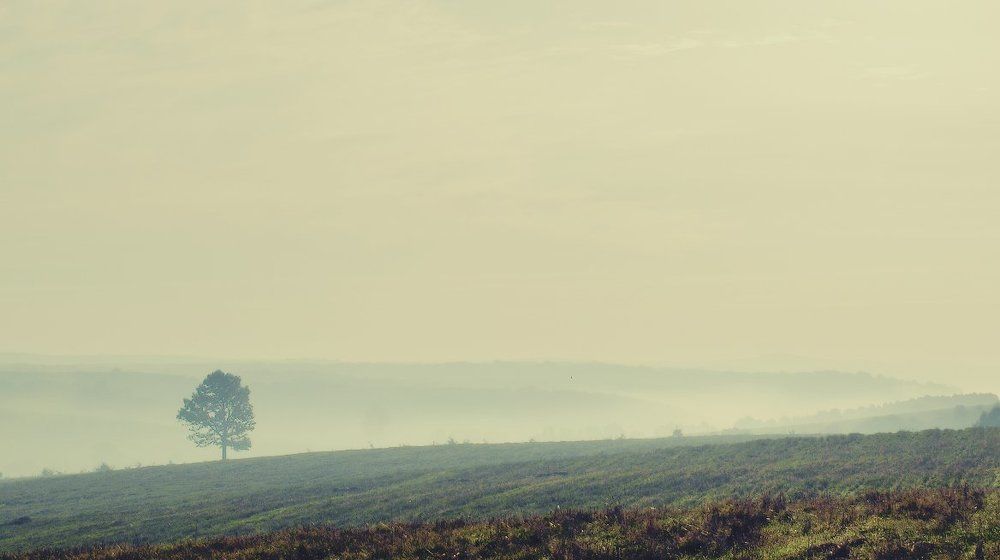 Туманное утро