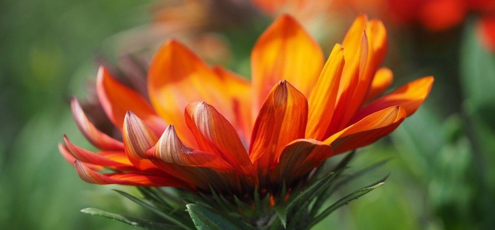 Оранжевые Лепестки