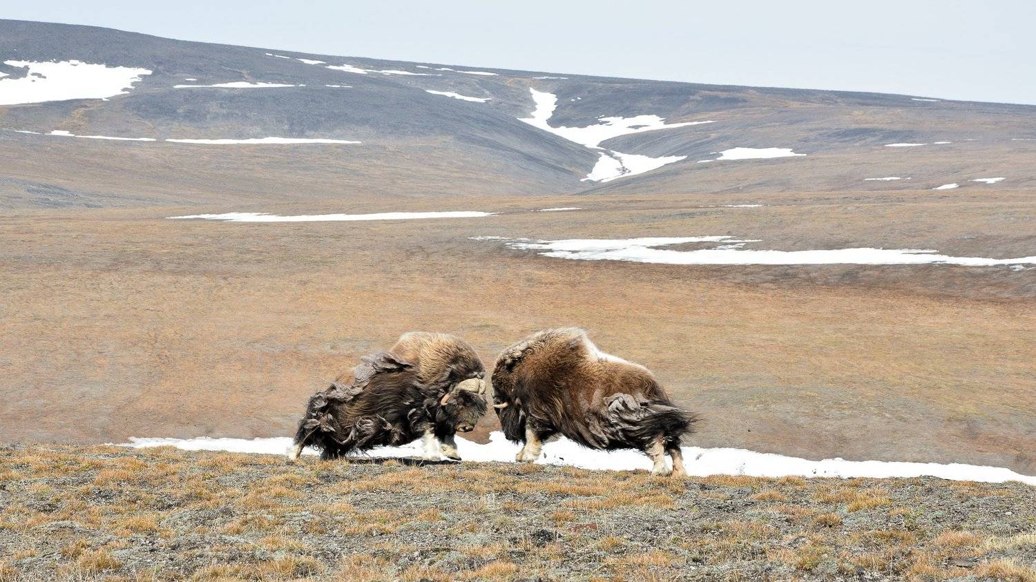 Борьба овцебыков.