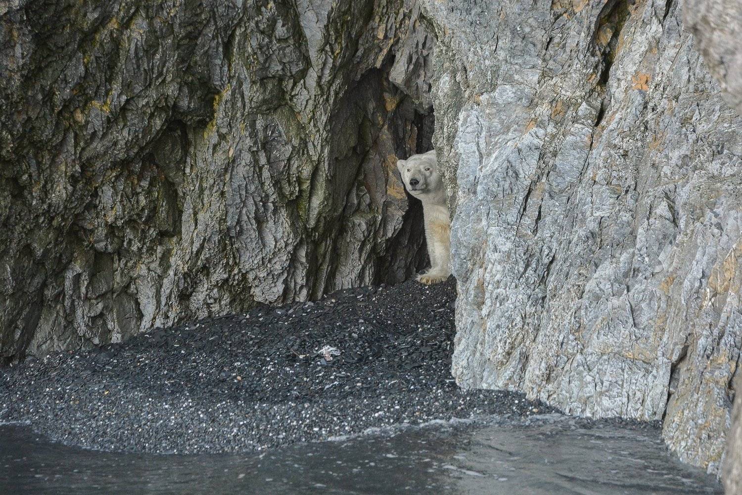 местный житель