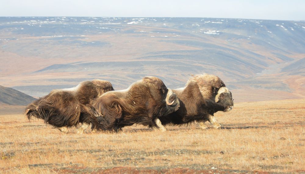 Лихая тройка