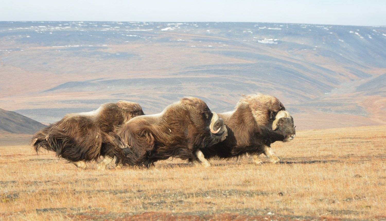 Лихая тройка