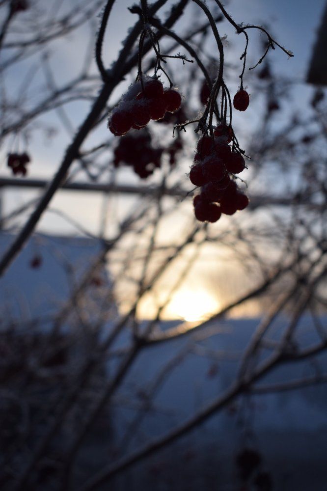 Зимнее утро