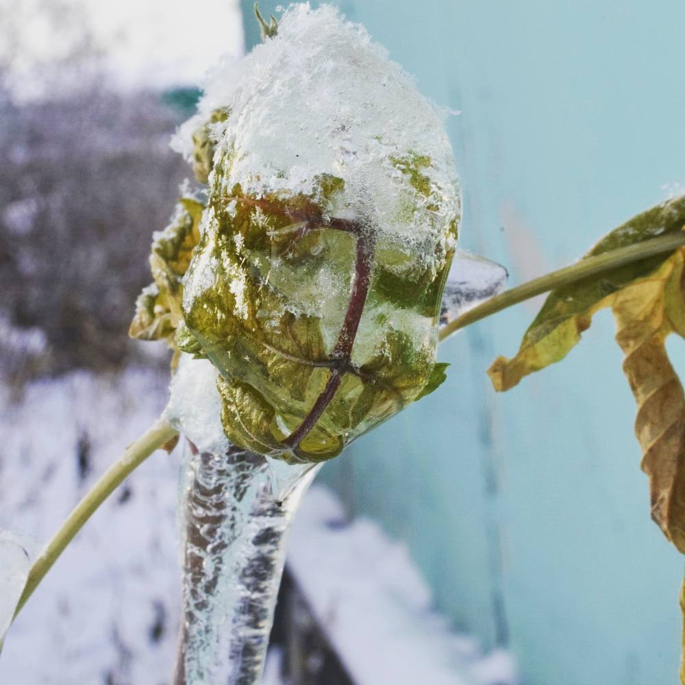 Царство снежной королевы