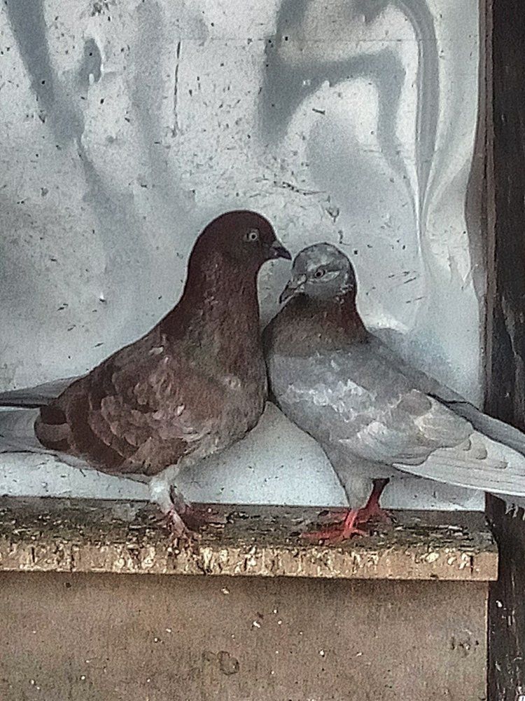 Love birds