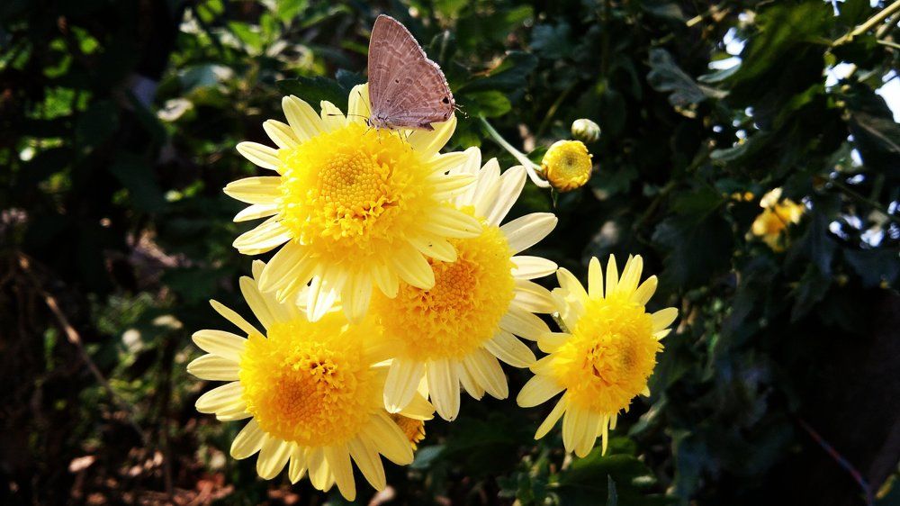 A butterfly sitting on a yellow flower