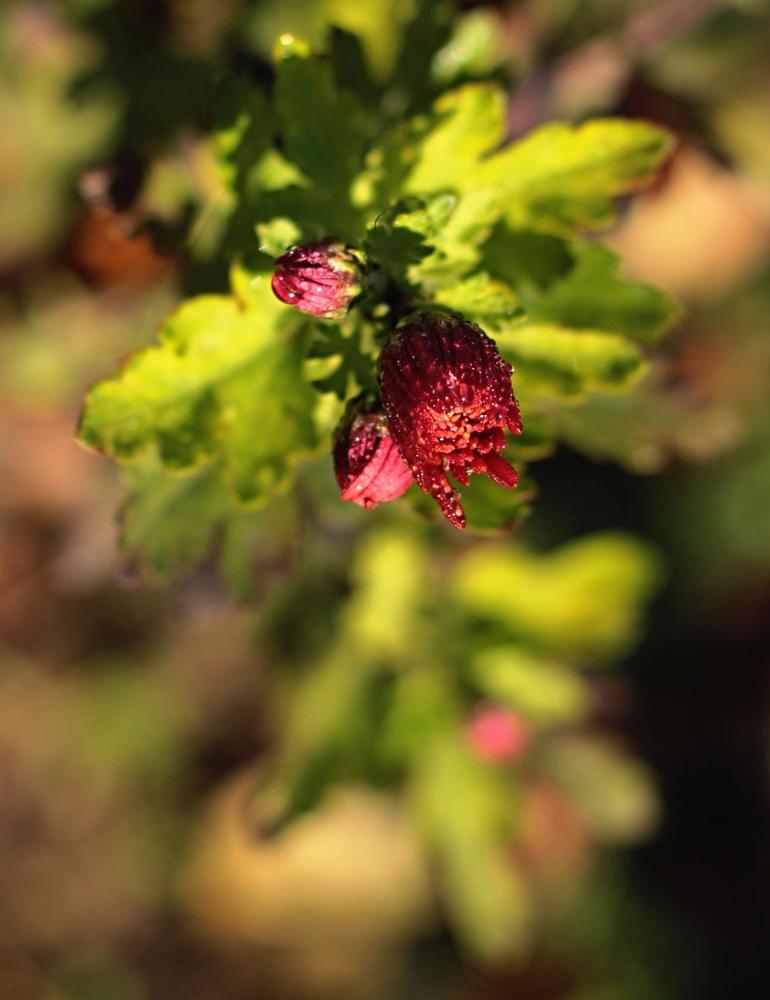 Бутон хризантемы