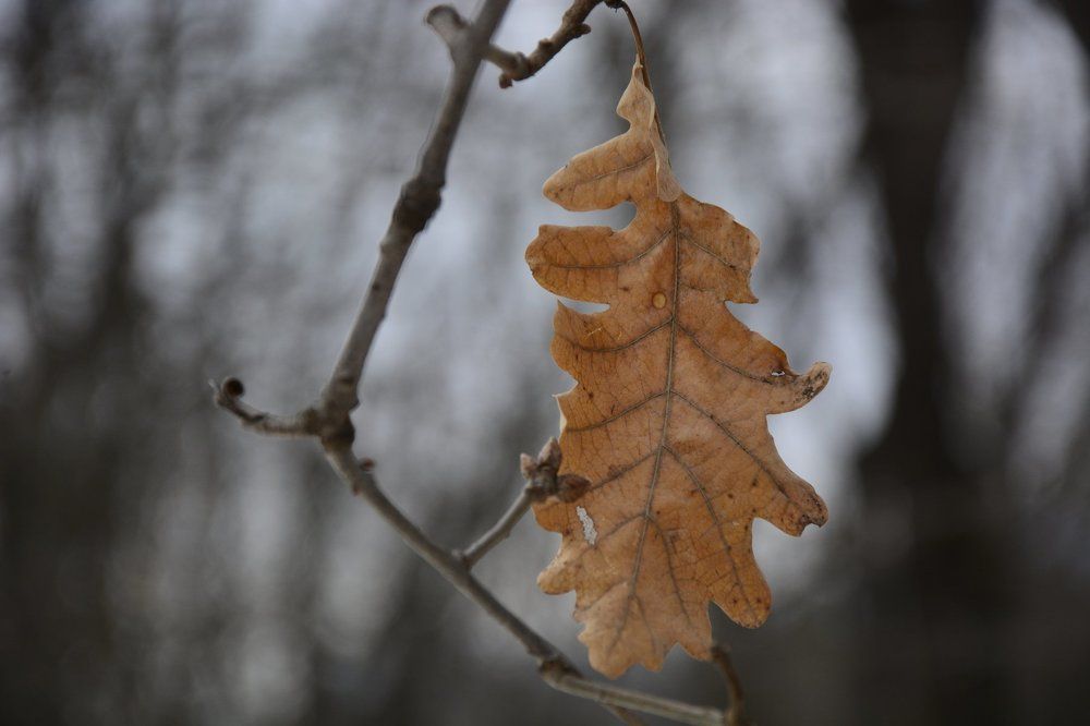 Одинокий лист