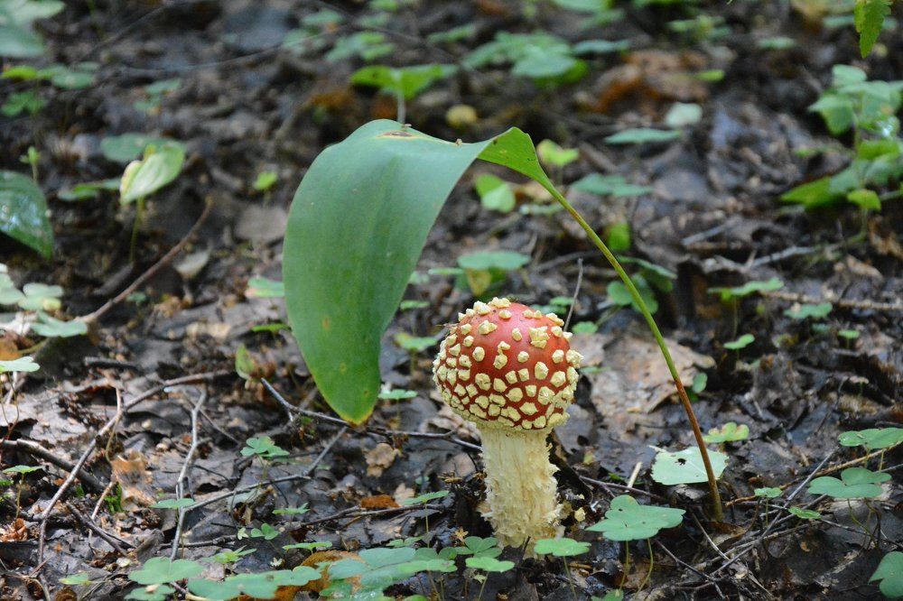 Гриб под зонтиком
