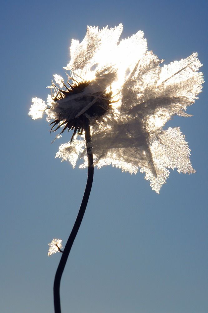 роза Снежной королевы